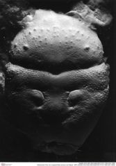 Historisches Foto von Longodromites excisus (von Meyer, 1857) (NHMW-AFW-GEO-BACHMAYER-FOTO-1990-0041-5060)